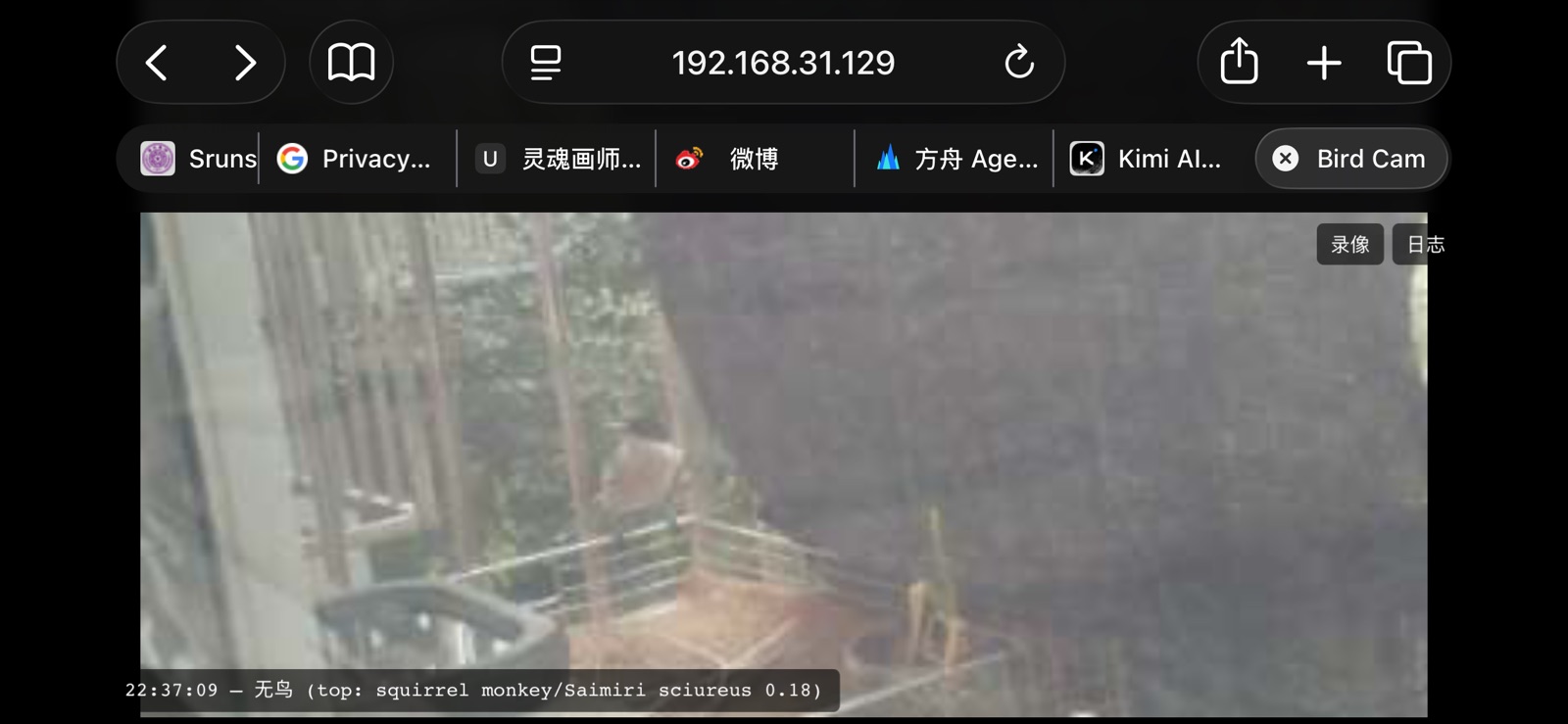 直播页底部的实时识别浮层